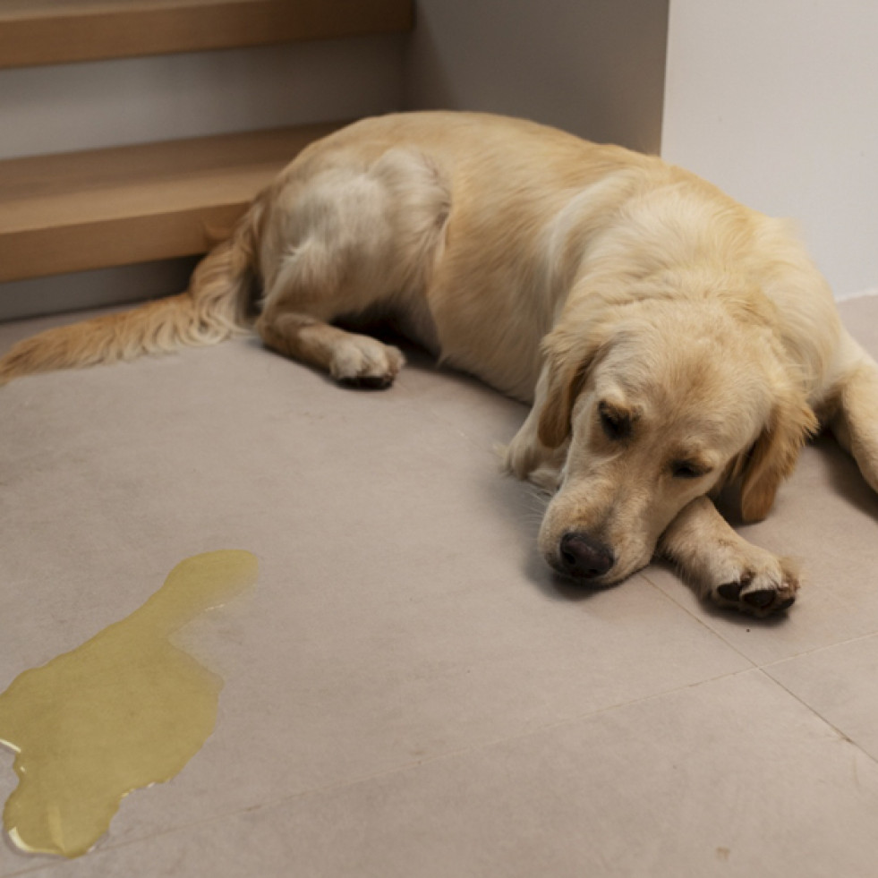 Detectar la diferencia entre el marcado de orina y los problemas urinarios en las mascotas