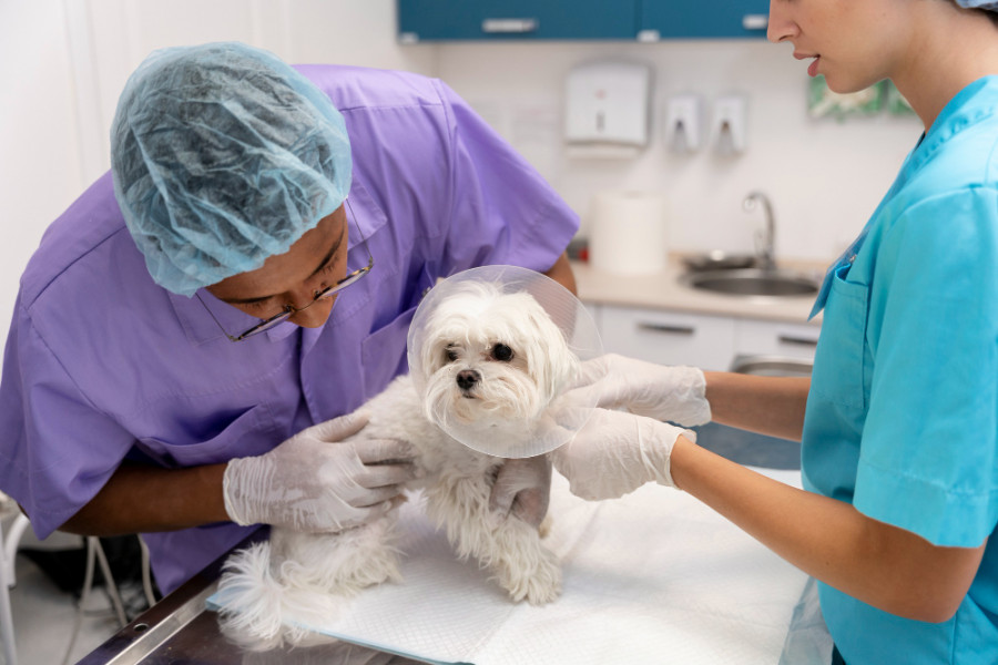 Clinica perro veterinarios