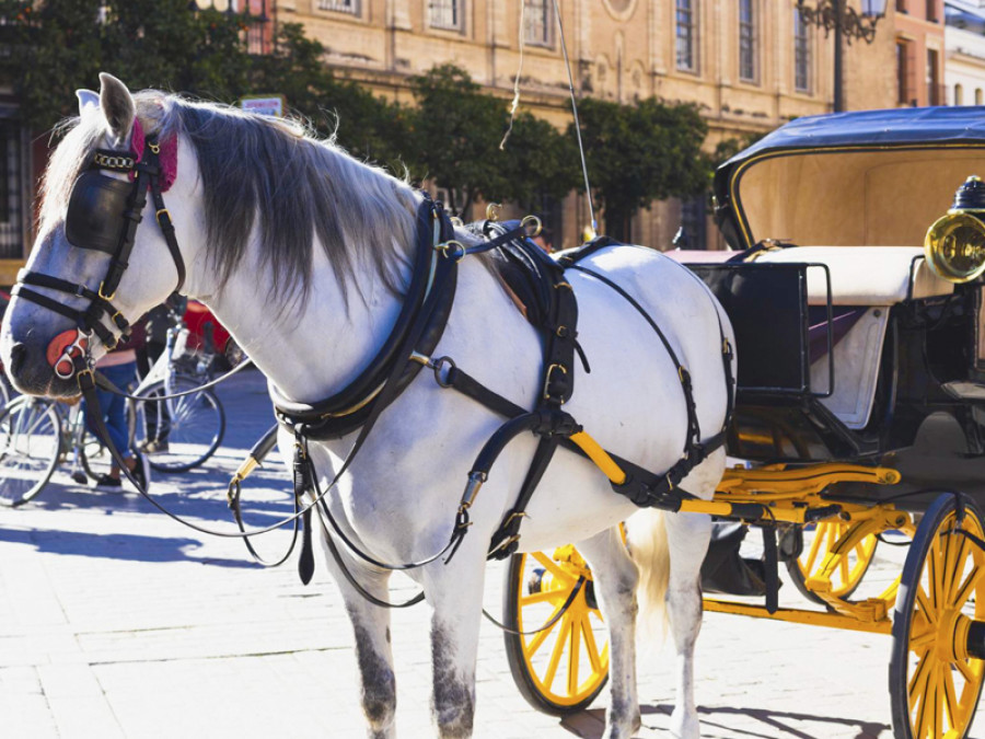Coche caballos