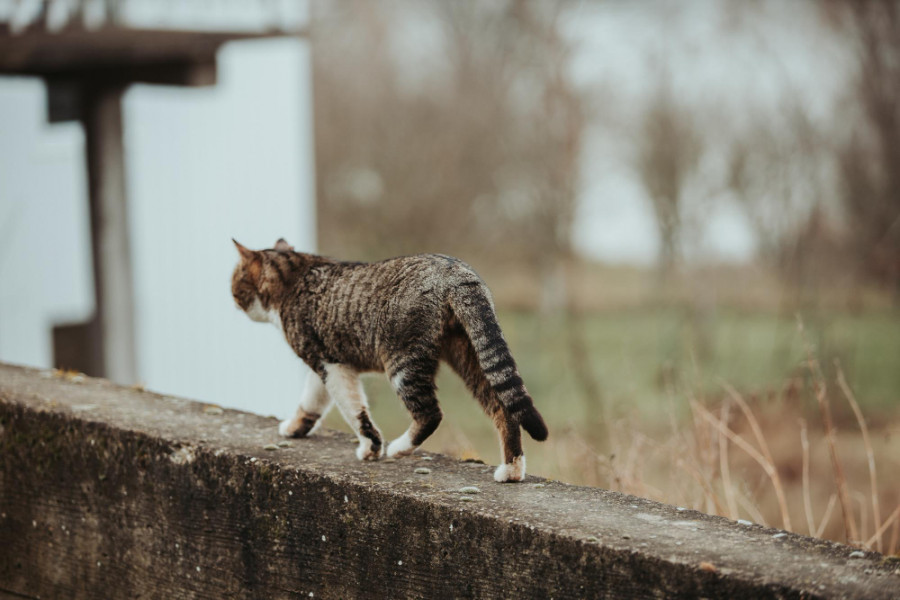 Gato callejero