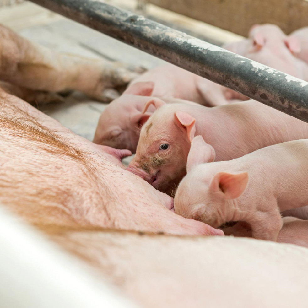 Gran avance para alcanzar un tratamiento eficaz frente a una devastadora enfermedad porcina