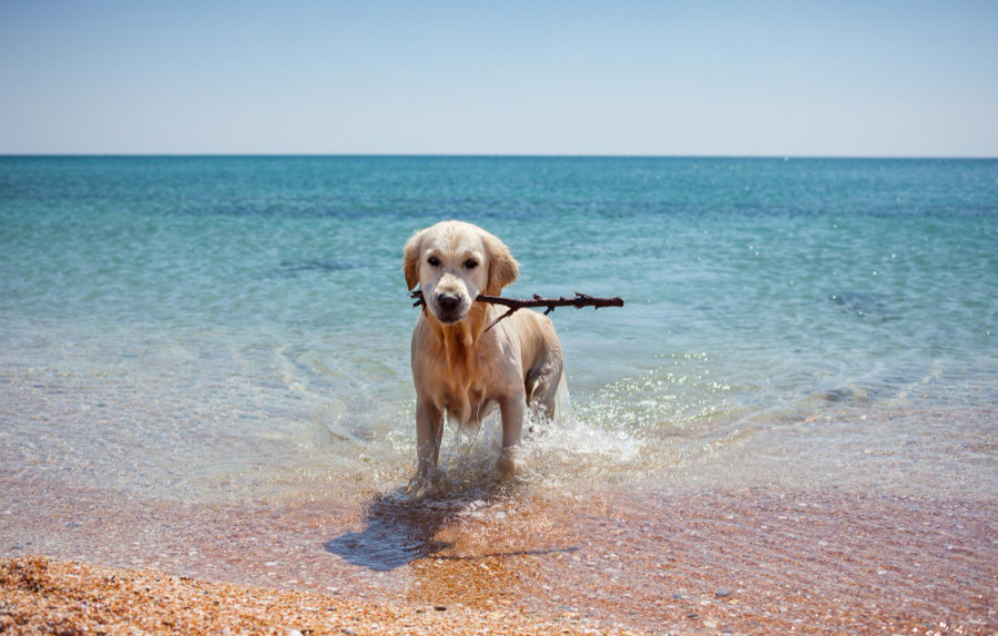 Playa perro