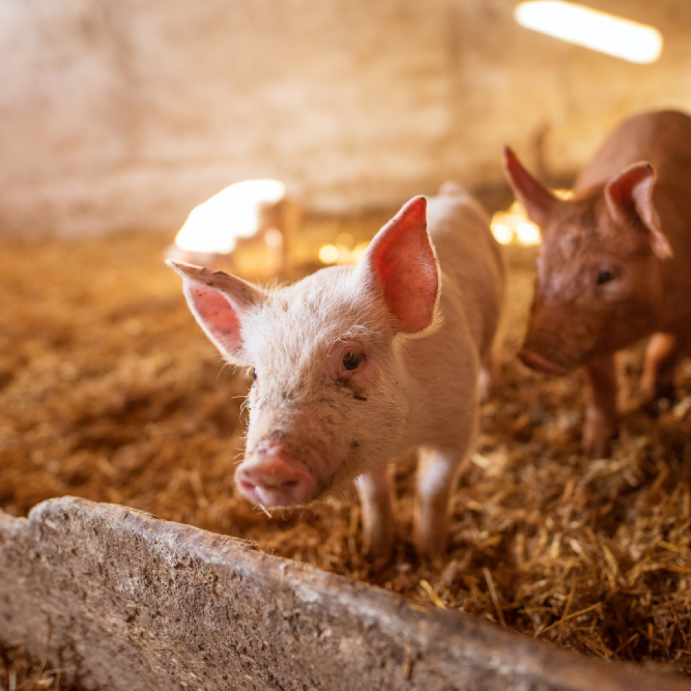 El virus de la “gripe porcina” ha saltado de humanos a cerdos una 370 veces