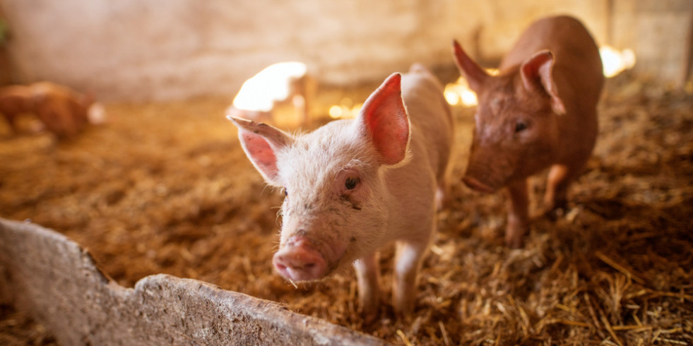 El virus de la “gripe porcina” ha saltado de humanos a cerdos una 370 veces