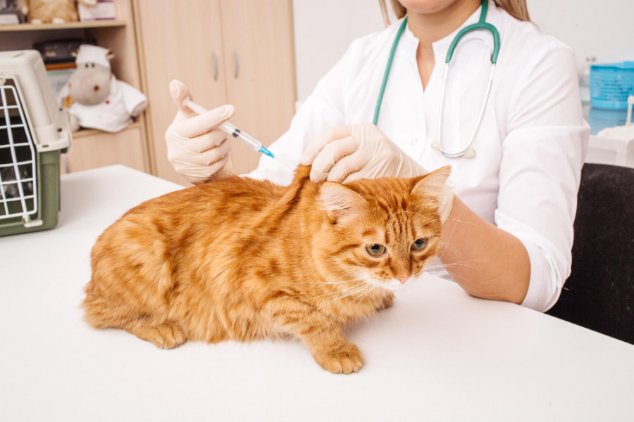 Gato veterinaria