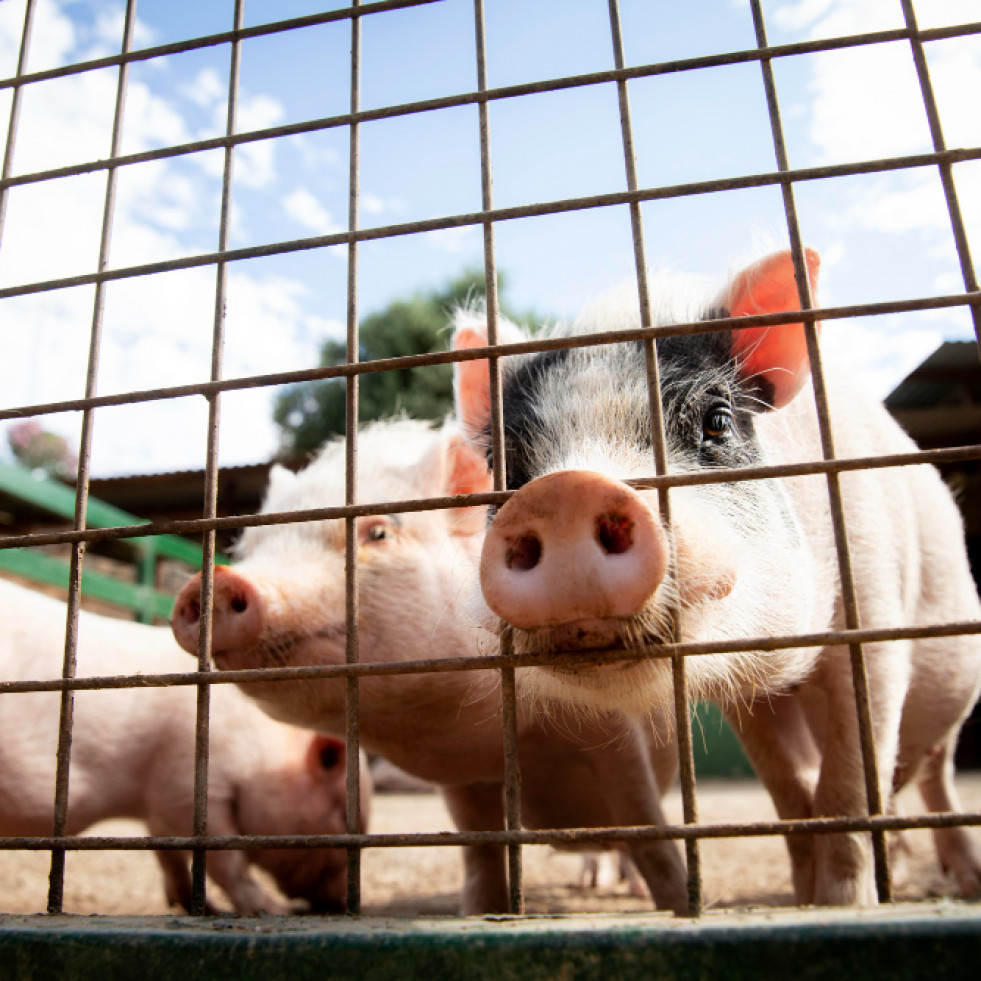 Científicos españoles confirman la utilidad de biomarcadores salivales como diagnóstico de S. suis en cerdos