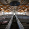 Estudian en granjas porcinas españolas cómo el manejo puede reducir la infección por Streptococcus suis