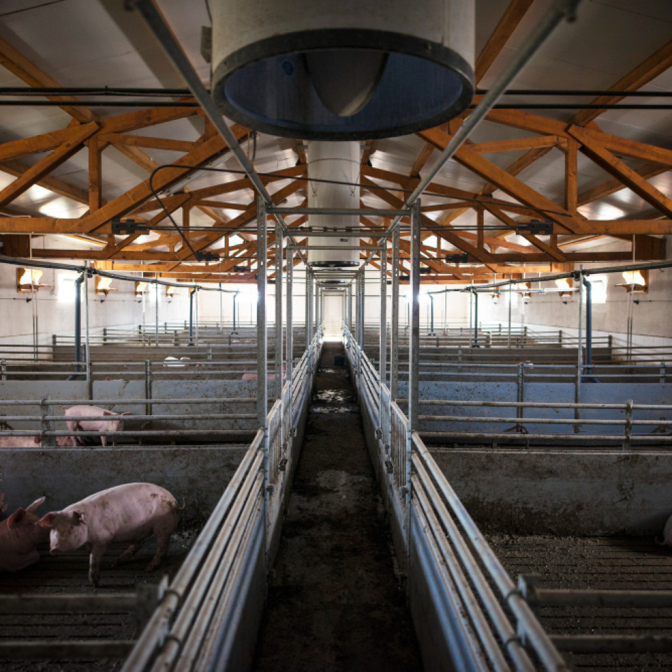 Estudian en granjas porcinas españolas cómo el manejo puede reducir la infección por Streptococcus suis