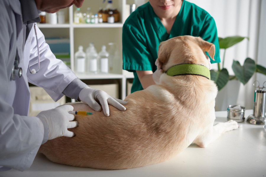 Perro veterinario (2)