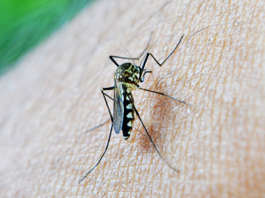 Mosquito 2 (1)