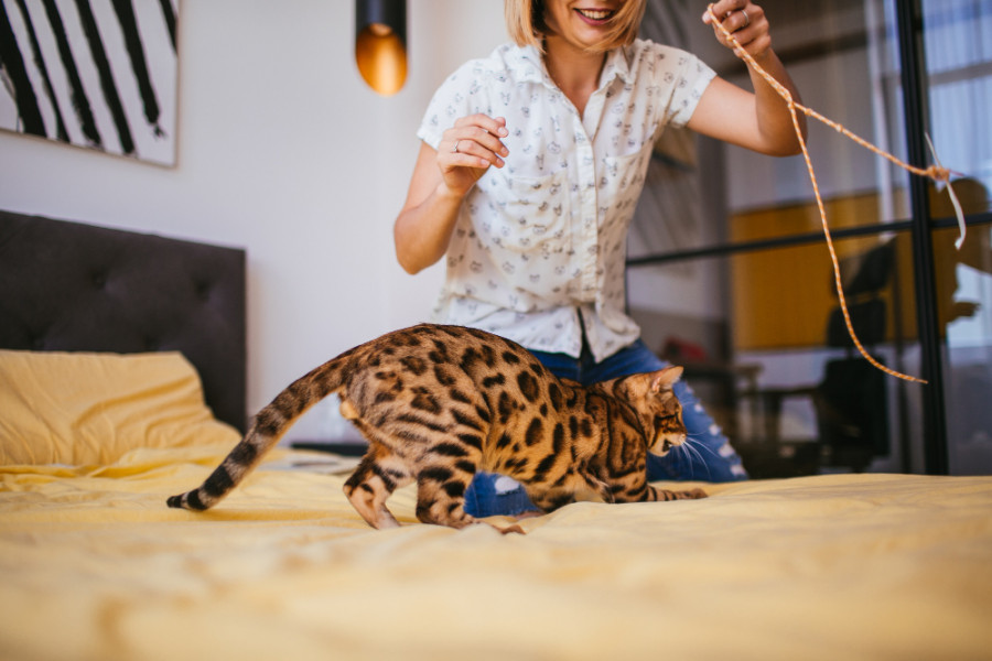 Juego gato