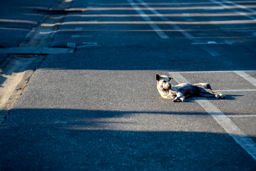 Perro carretera