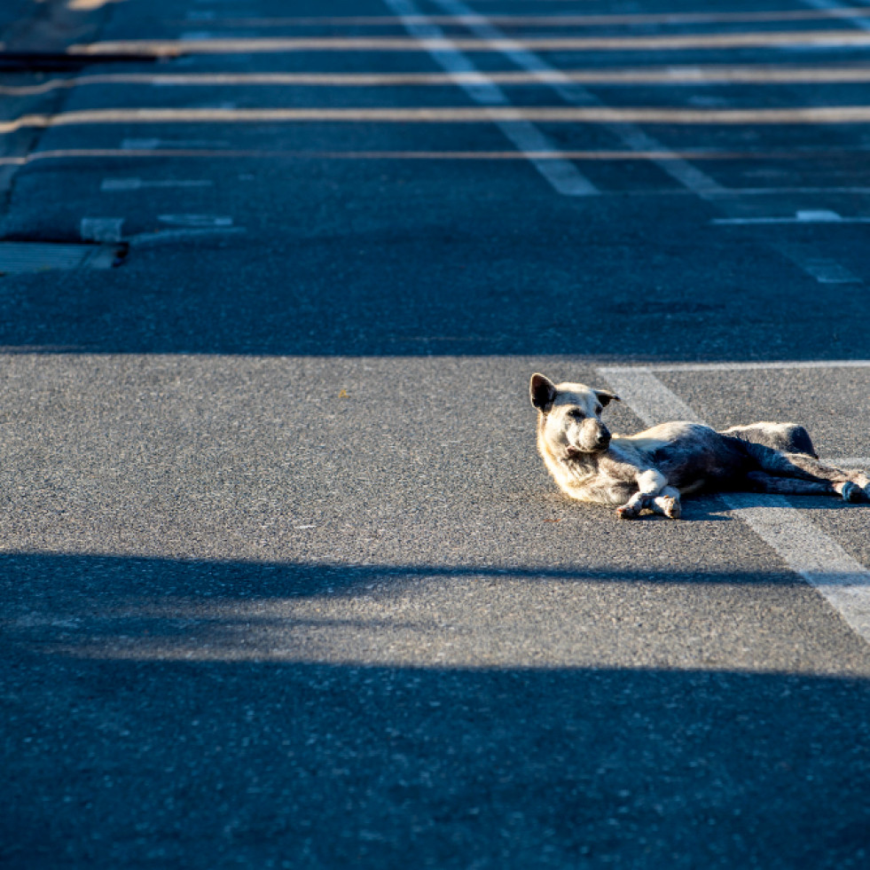 Aumentan un 5,12 % los siniestros de tráfico por el atropello de perros y gatos