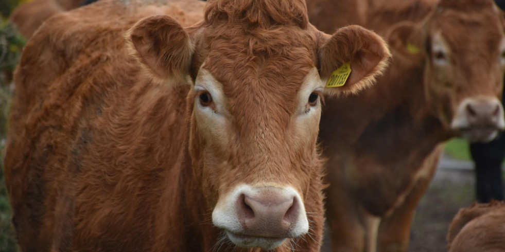 Veterinarios ven viable, con ayuda de los ganaderos, erradicar la tuberculosis bovina en España para 2030