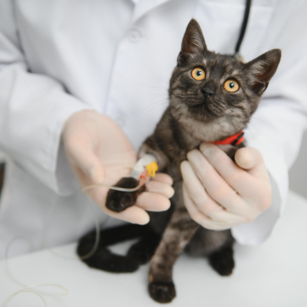 Publican las nuevas guías para el uso de AINEs en el manejo del dolor crónico en gatos