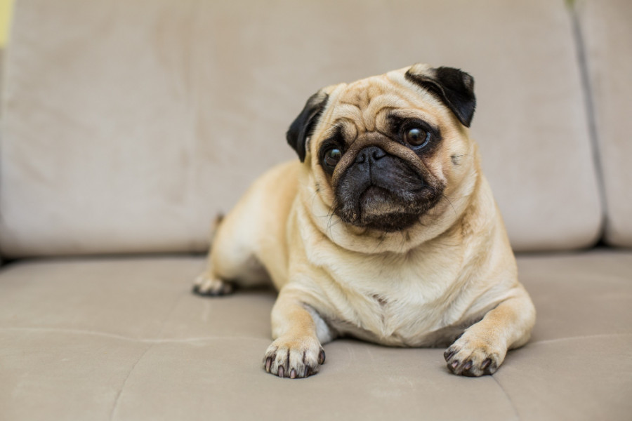Pug