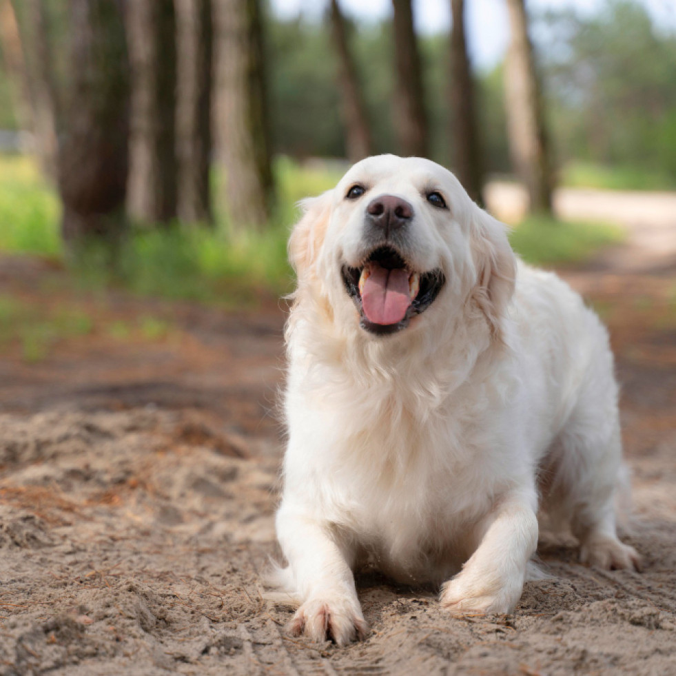 Publican y analizan 2.000 genomas caninos que pueden ayudar a responder preguntas complejas