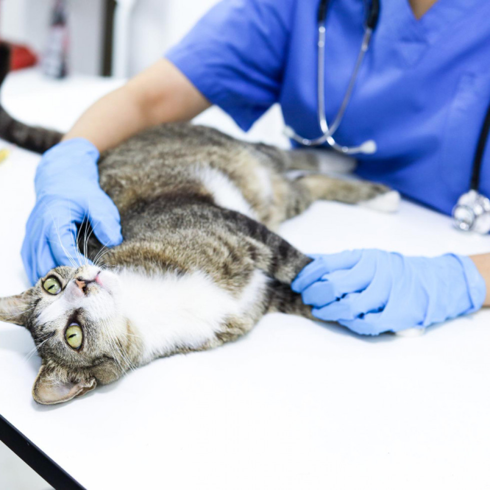 Descubren un nuevo tipo de cálculo urinario en gatos tratados con el antiviral para la PIF