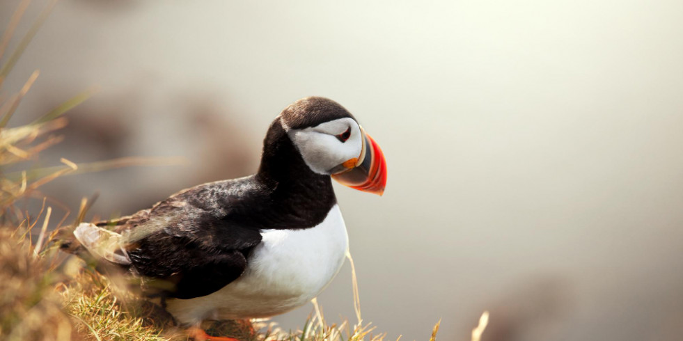 Las especies de aves silvestres de Europa están al borde del abismo, pero hay formas de recuperarlas