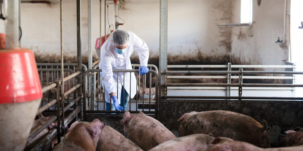 Italia notifica un foco de peste porcina africana en una zona hasta ahora libre de la enfermedad
