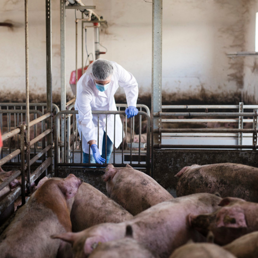 Italia notifica un foco de peste porcina africana en una zona hasta ahora libre de la enfermedad