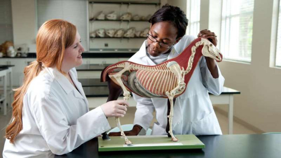 Escuela veterinaria estudiantes