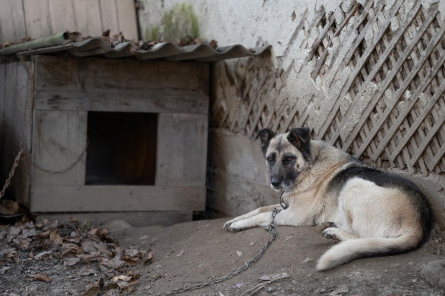 Perro maltrato