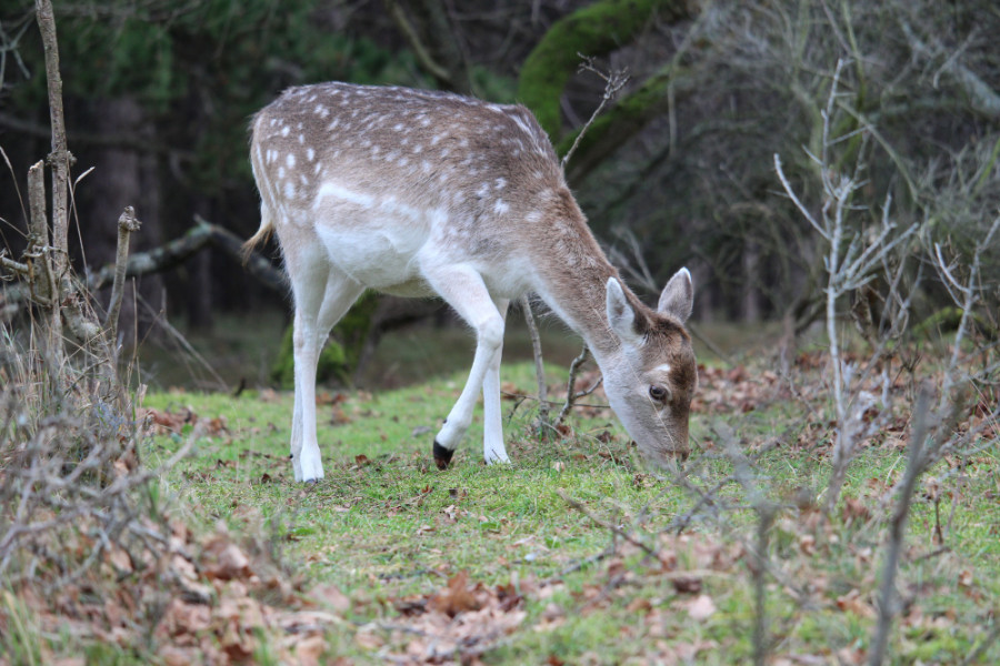 Venado cola blanca