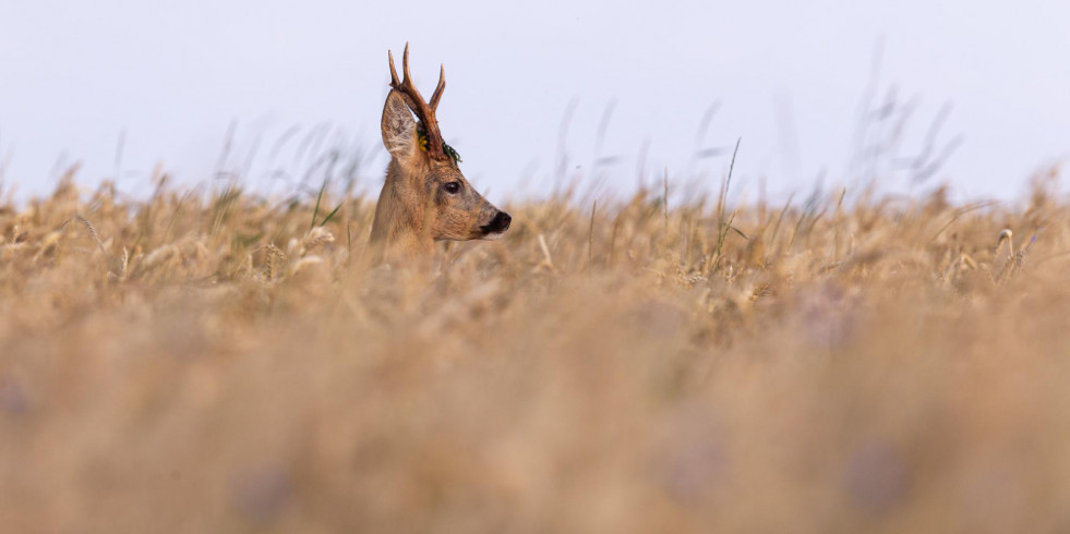 La propagación de la EHE en España guarda relación con la fauna silvestre y la sequía