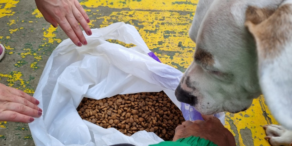 Chile aprueba ingreso de alimentos hidrolizados para mascotas de origen colombiano