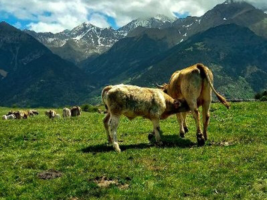 Premio huesca