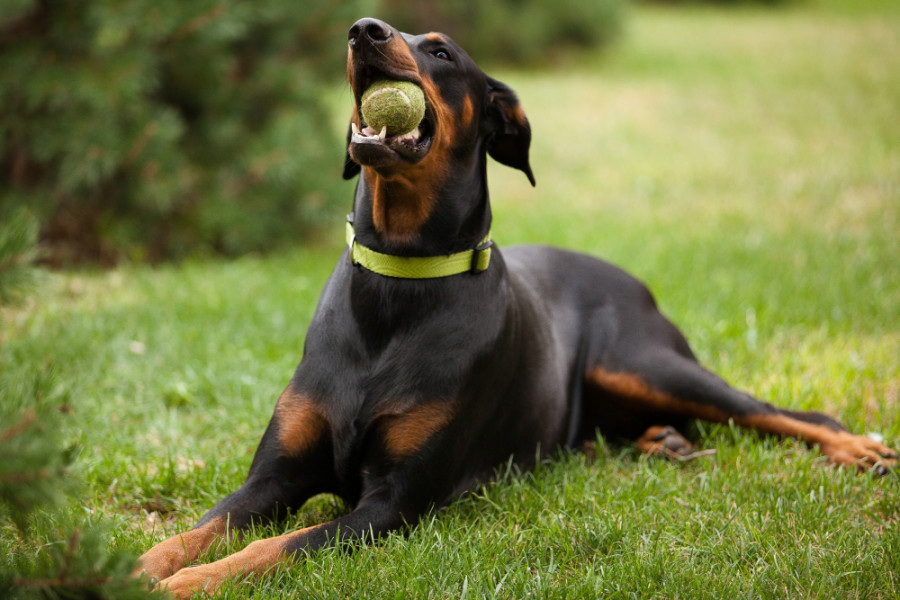 Doberman