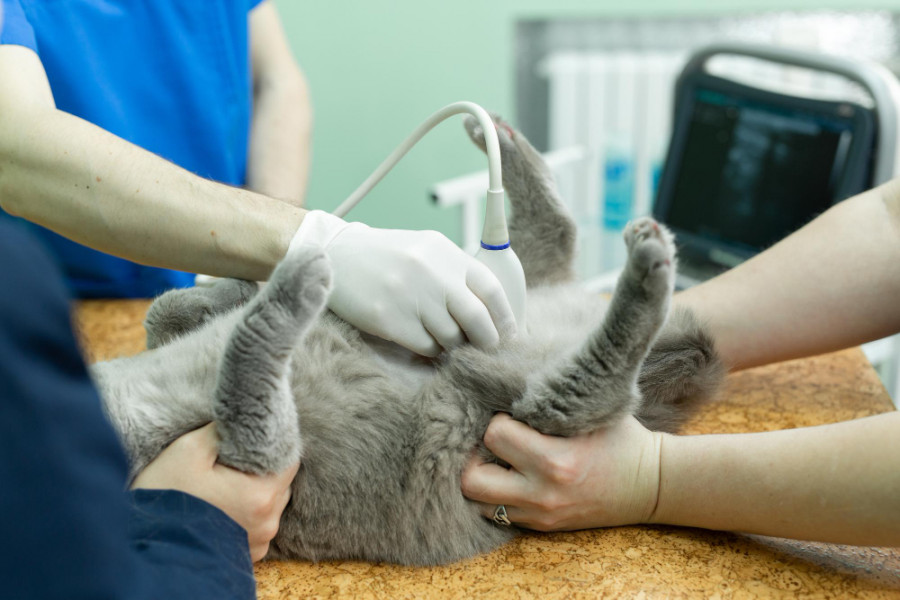 Gato veterinario ecografia