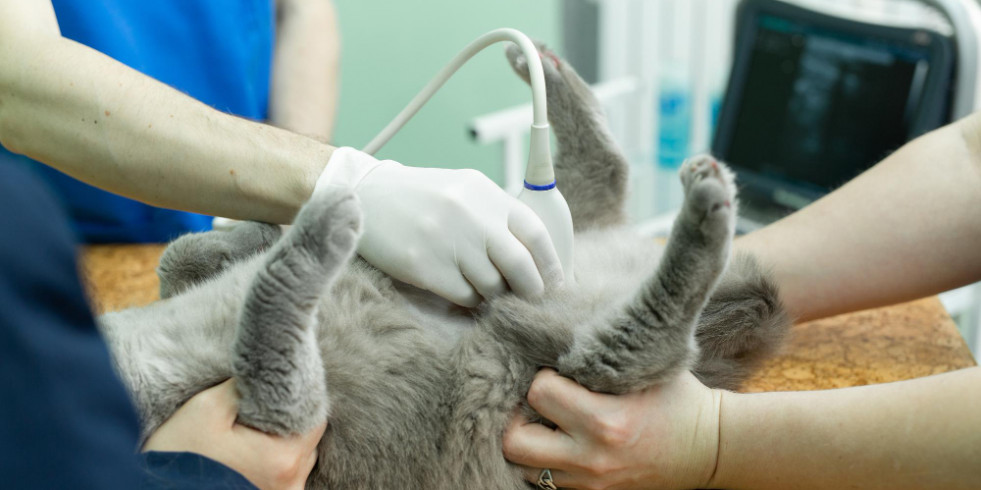 Ante un enterolito en gatos “se deben buscar enfermedades que puedan provocar estasis intestinal local”