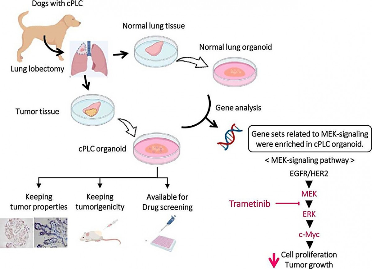 3d organoids unlock pr