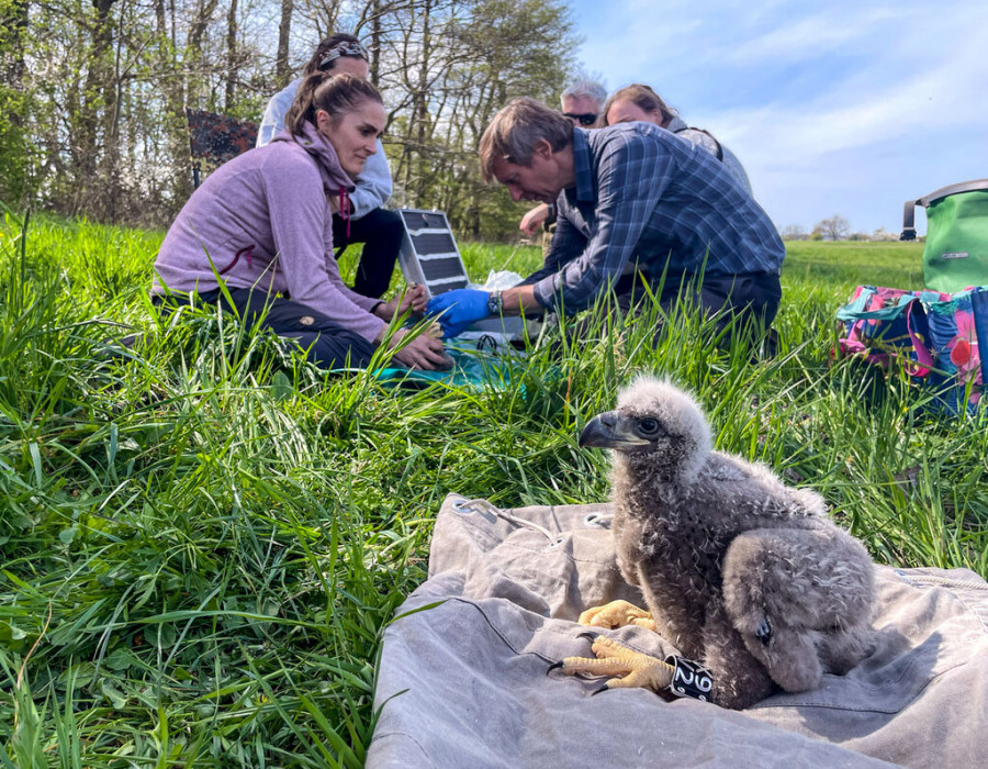 El equipo de Anne Günther investiga los nidos de águilas en búsqueda de patógenos