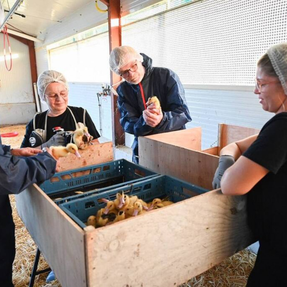 Francia inicia la vacunación contra la gripe aviar