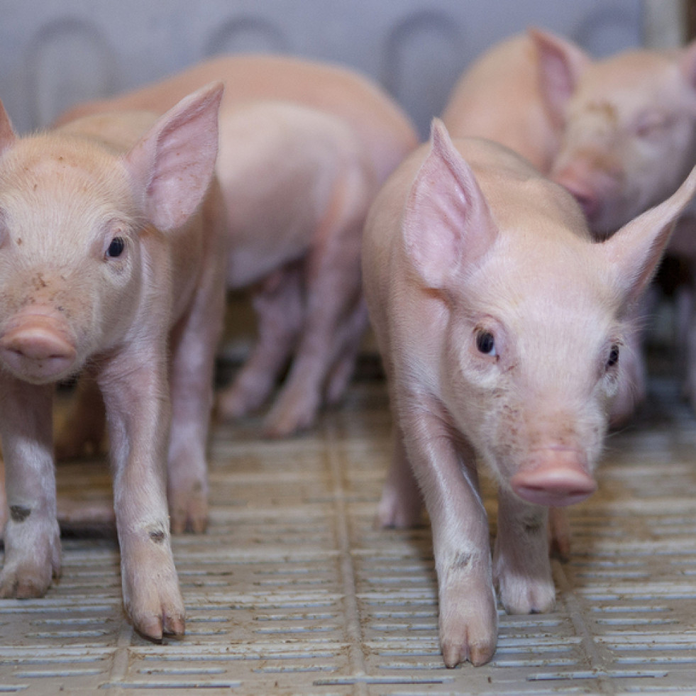 Argentina detecta triquinosis en porcinos de la provincia de Córdoba