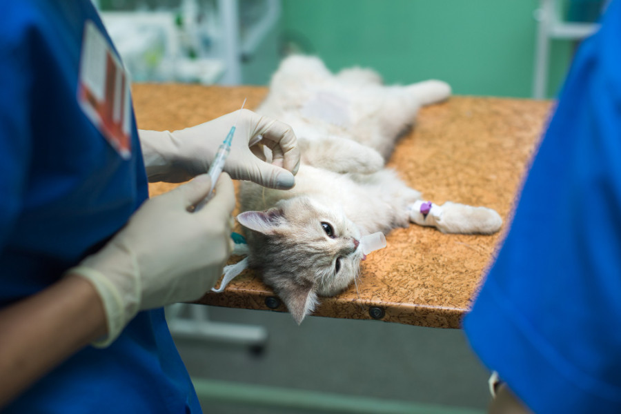 Gato veterinario