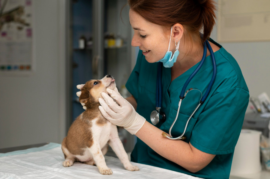 Vacante veterinaria Estados Unidos