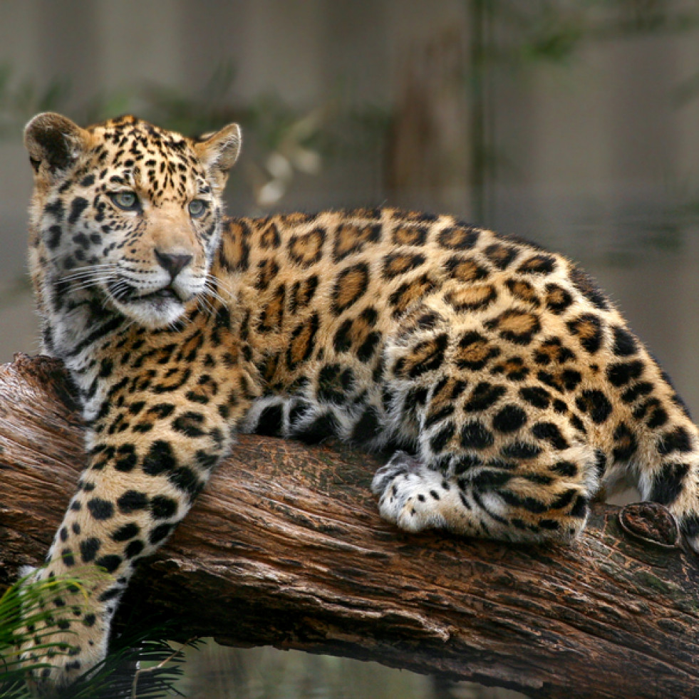 El Día del Jaguar defiende a una especie que se encuentra al borde de la extinción en muchas regiones