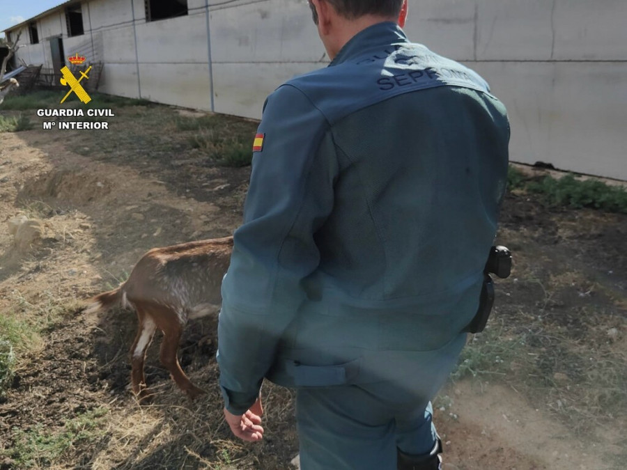 SEPRONA en la explotación ganadera