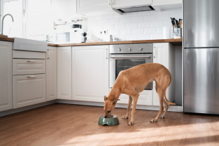 Mejorar el microbiota canino para ayudar a frenar la enfermedad renal crónica