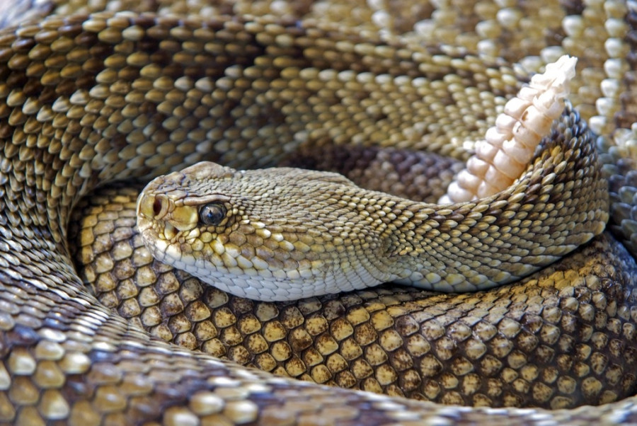 Serpiente cascabel