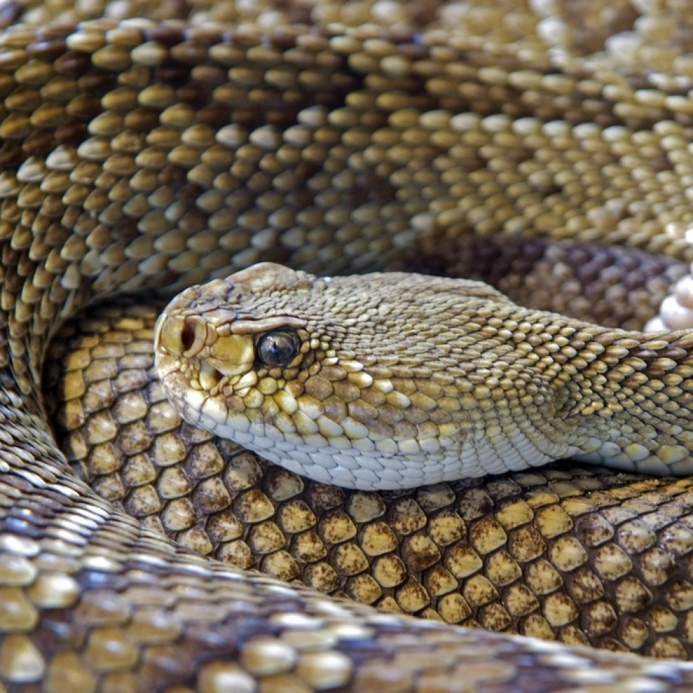Serpiente de cascabel, especie en estudio para tratamientos médicos