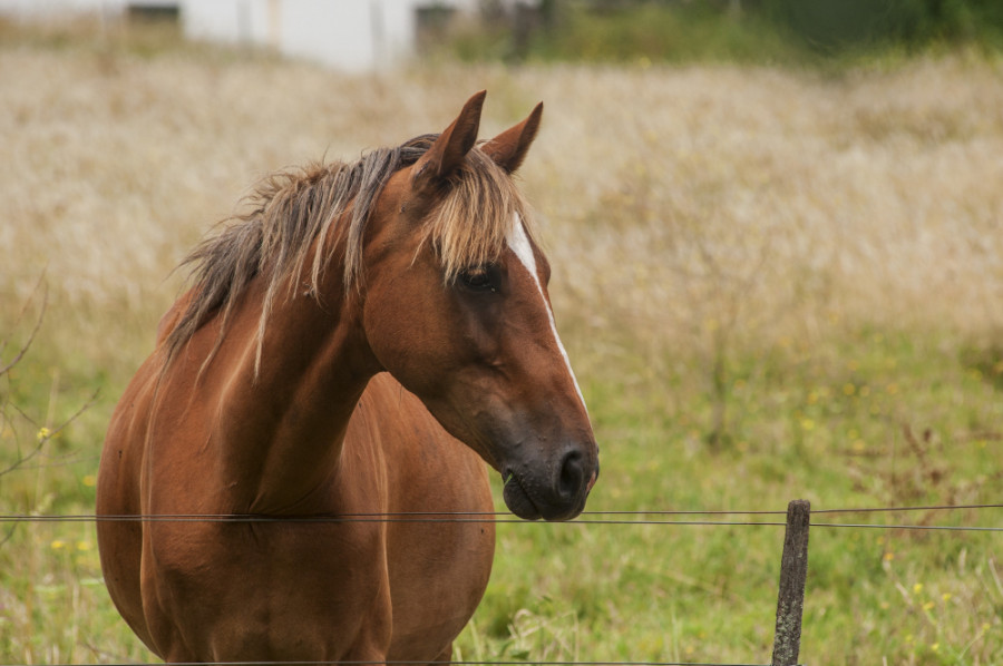 Caballo