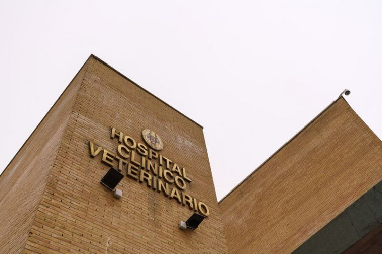 Buscan gatos con enfermedad renal para un estudio que puede mejorar su salud y la de otros animales