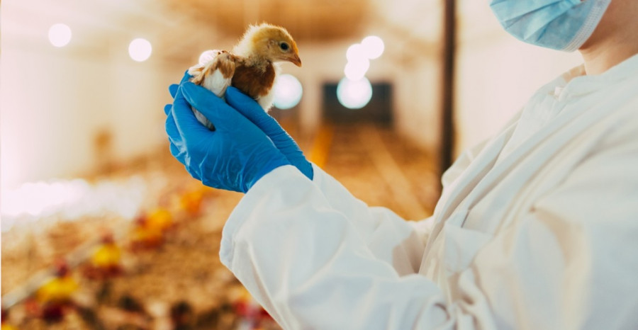 Poultry