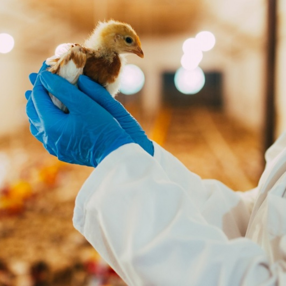 EFSA se pronuncia sobre la vacunación de aves de corral contra la gripe aviar altamente patógena