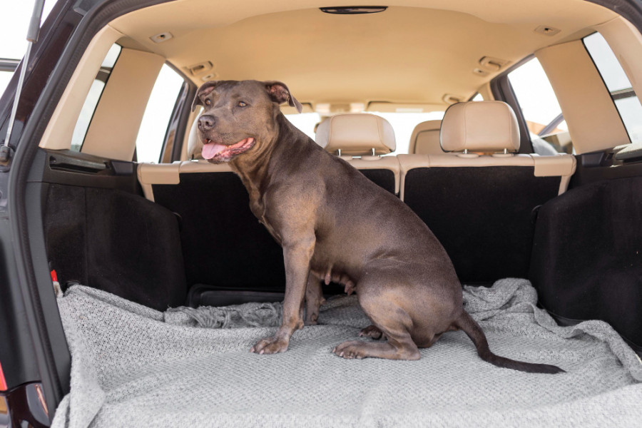 Perro coche